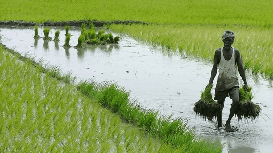 An image of farmer carrying the samplings in a farmland