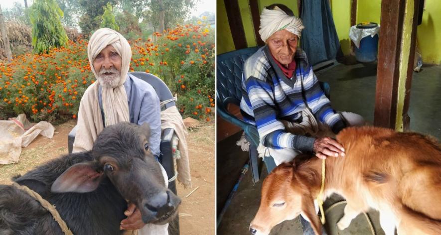 Ramnath Yadav, who is looking after cows and calves in the house (Photo - Gajendra Yadav, sourced by Pooja Yadav, 101Reporters