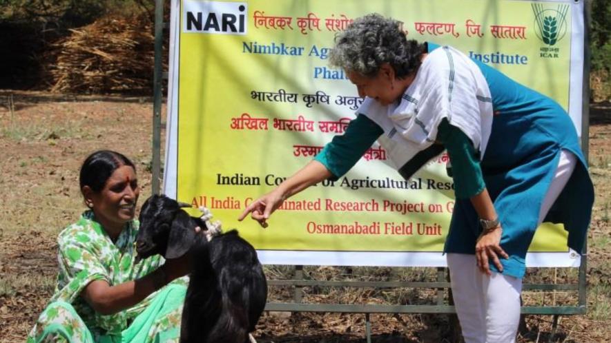 Dr Chanda in Osamanadi Goat Training Camp.