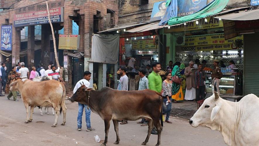 Madhya Pradesh Loves its Cows but not Stray Ones