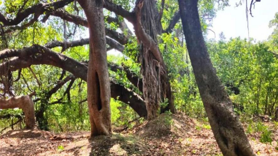 A huge banyan tree located in village Kalu Amkheda of Vidisha district in Madhya Pradesh (Photo - Pooja Yadav, 101Reporters)