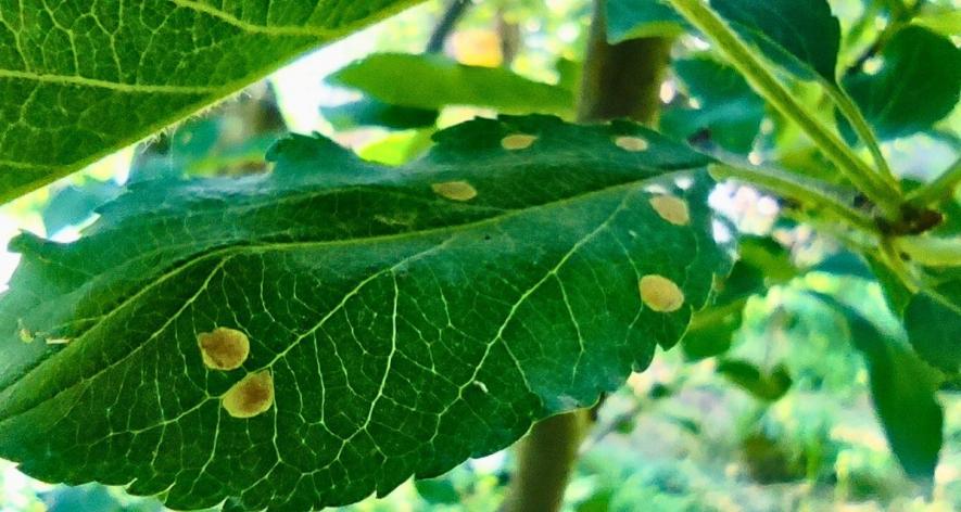 Infected leaf of Apple Tree