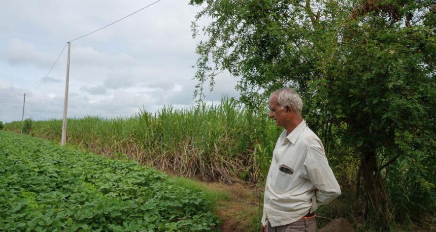 Kamdev Pujari, age 59 looking at his fields in the morning after doing the night shift of irrigation (Photo - Abhijeet Gurjar, 101Reporters)