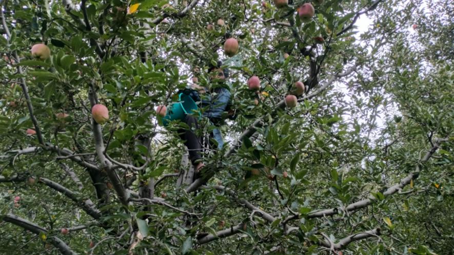Several J&K apple farmers had invested all their savings in the orchards.