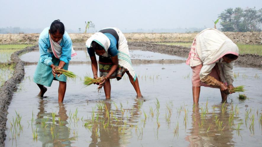 Rice Production to See Decline of 3.7% in Kharif Season Due to Uneven Monsoon Distribution