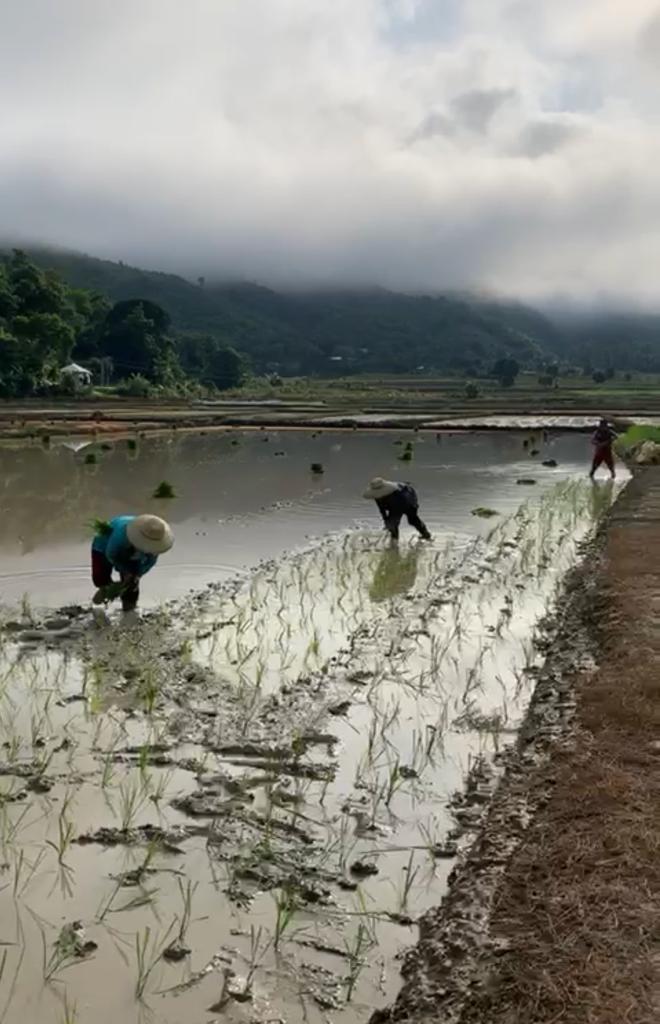 Farmers plotting their rice seedlings in fields. Photo: Zomuana