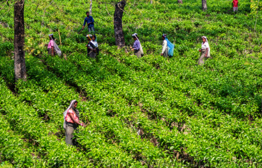 Tea Garden Workers