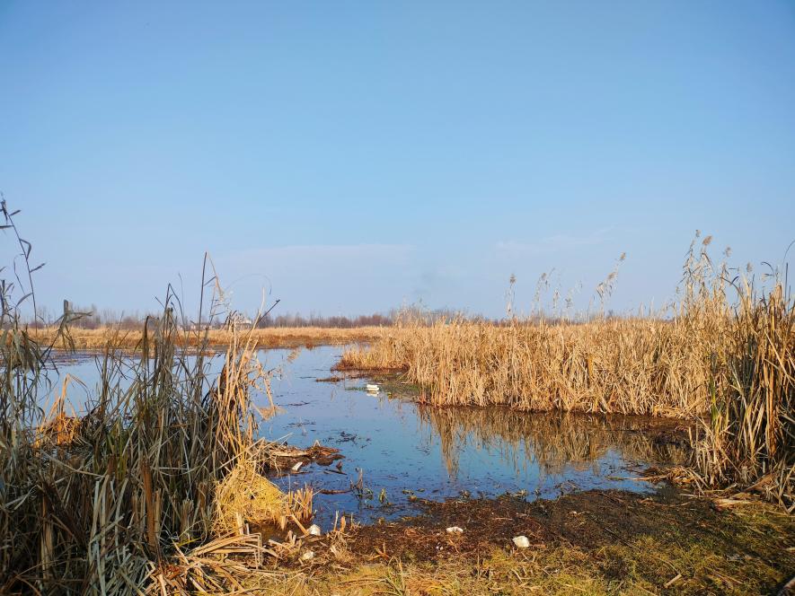 The interiors of the Hokersar Wetland in the Srinagar outskrits where lakhs of migratory birds visit annually in winters