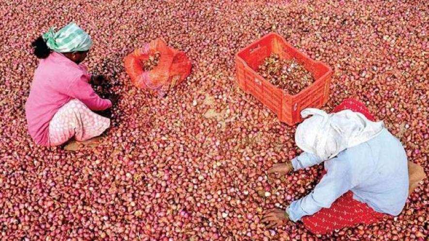 The Centre's abrupt embargo on onion exports has sparked uproar among the farming community.