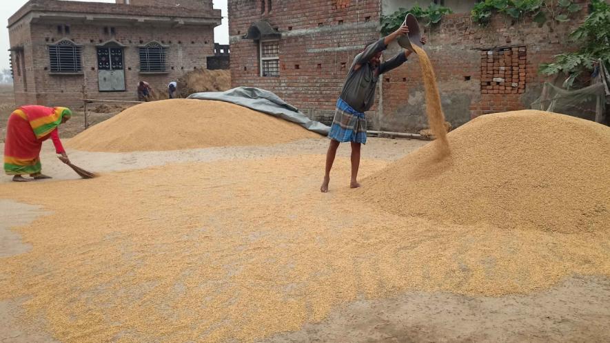 Bengal: Paddy Farmers Being Forced to ‘Surrender’ to Middlemen in Bankura District
