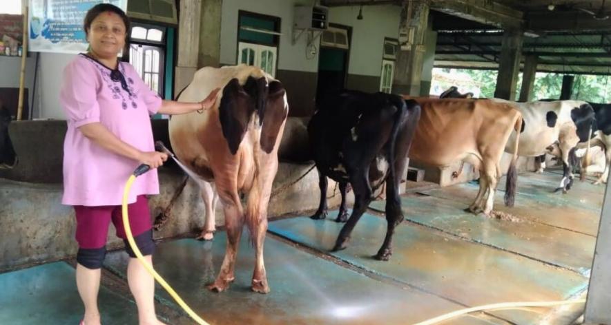 Tika Khanal cleaning her cows (Photo sourced from Tika Khanal).