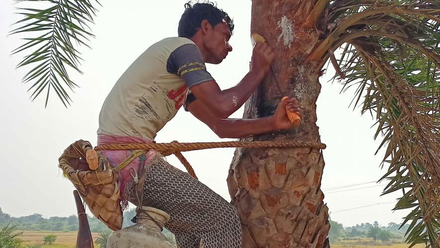  Collecting date juice from Manbazar purulia  Palm juice. 