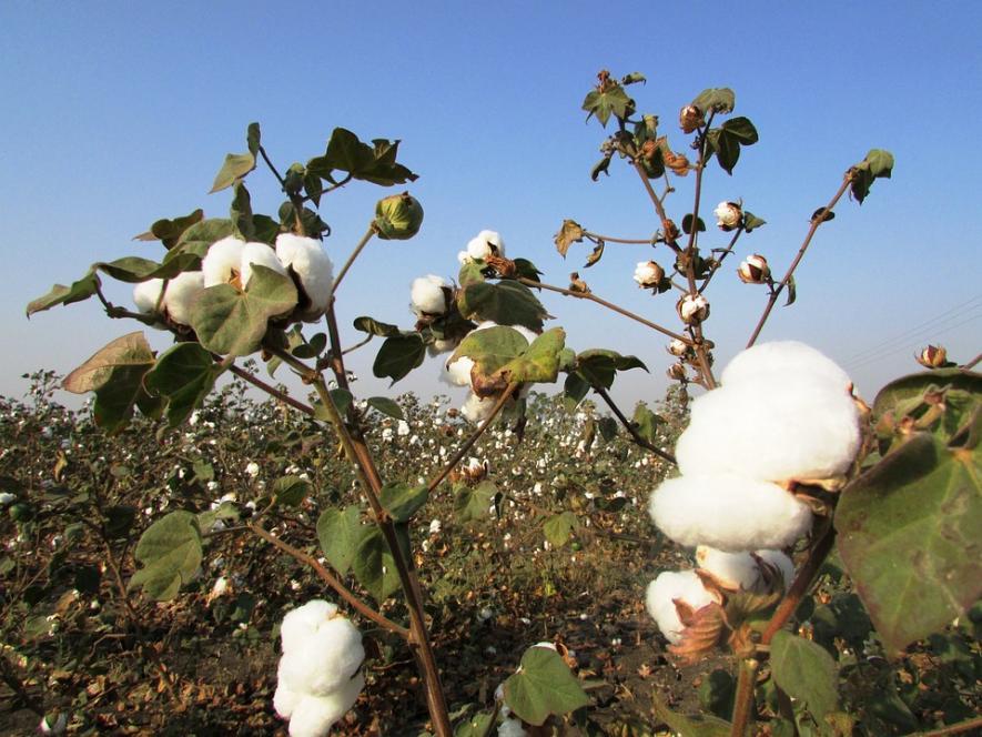 Punjab: Over 25% of Cotton Sold Below Minimum Support Price