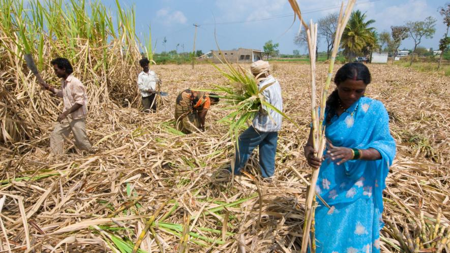 Unions call Rs 20 hike in sugarcane price ‘insufficient’; BKU met with around dozen farmer leaders to take their feedback and find a solution.