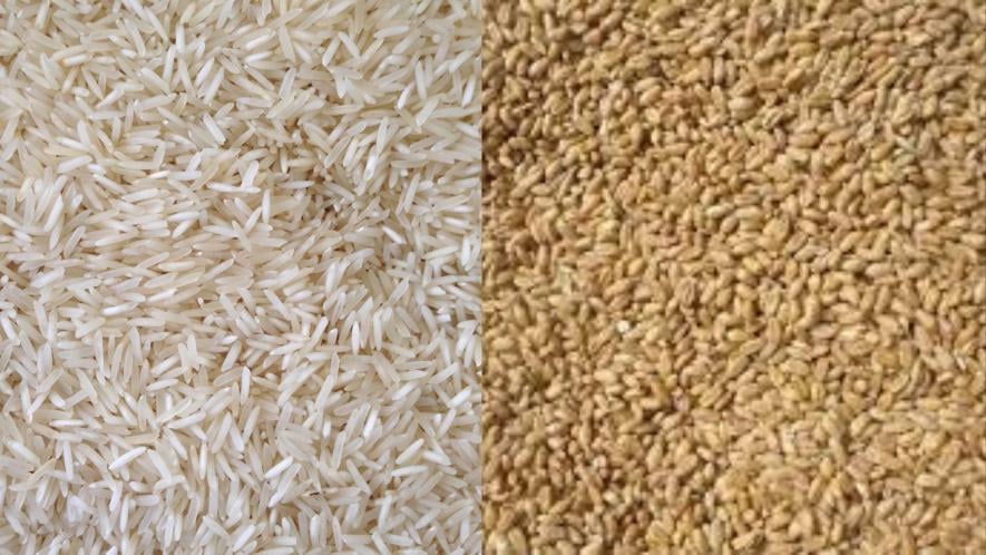 The study has assessed the health impact of a' historical shift' in the nutrient profiles of rice and wheat. 