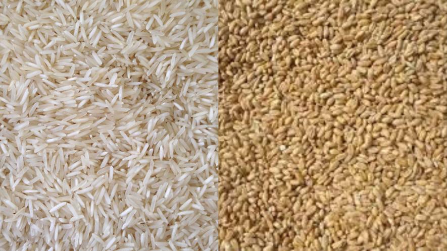 The study has assessed the health impact of a' historical shift' in the nutrient profiles of rice and wheat.