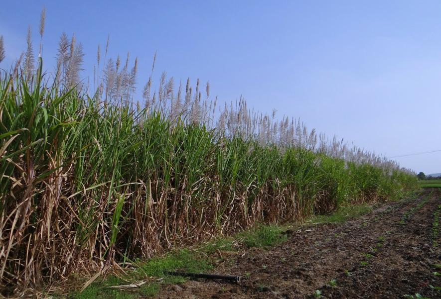 Sugarcane farming