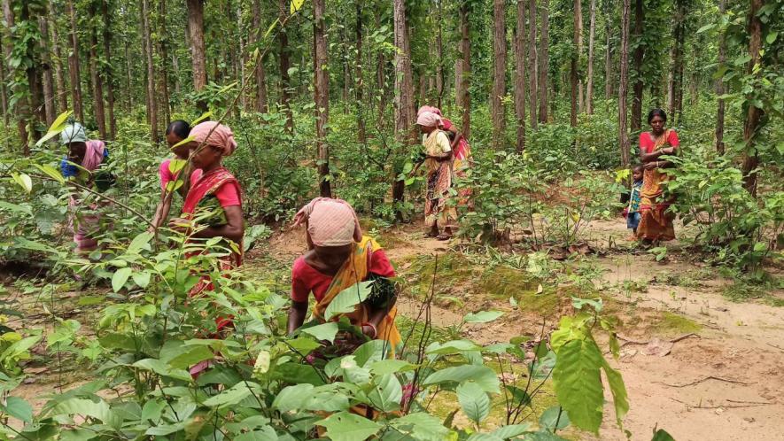Sukumoni Hansda and others from Barokurpa village under the Onda block of Bankura collecting saal leaves from the Aasna forest of Taldangra.