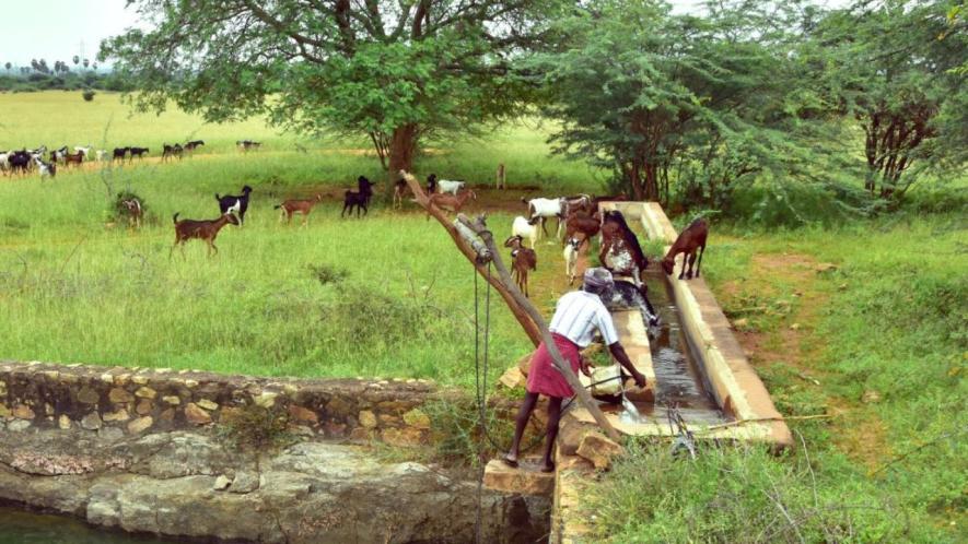 A system for watering cattle (Photo sourced by Vignesh A, 101Reporters).