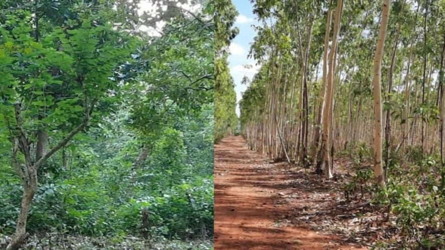 The Union environment ministry issued a notification last month saying corporations and other private entities can take up plantations on forest land