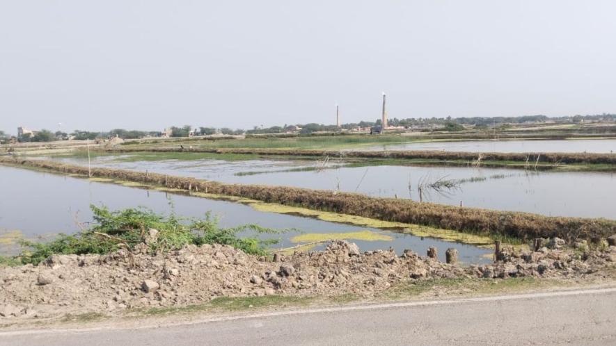 Hundreds of farmers say they are finding it difficult to reclaim their arable land as Vannemei shrimp ponds have induced salinity and eroded top soil.