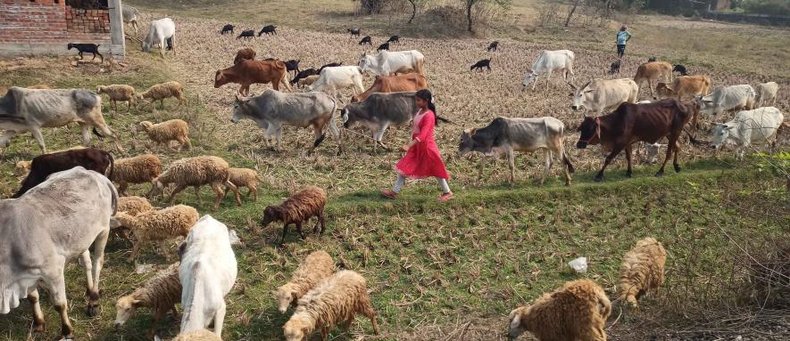 A girl who has dropped out of school grazing her field