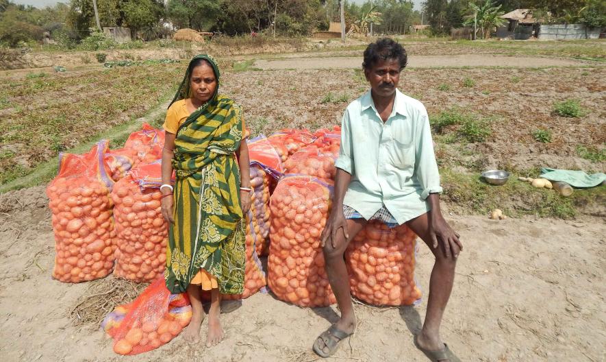 bengal farmers