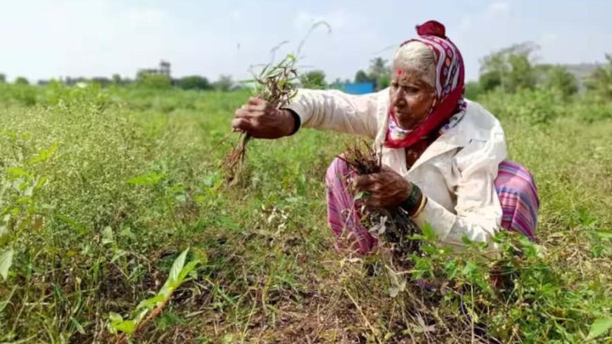 After months of acute drought, unseasonal rains and hailstorms have wreaked havoc with crops in Vidharba and Marathwada. 
