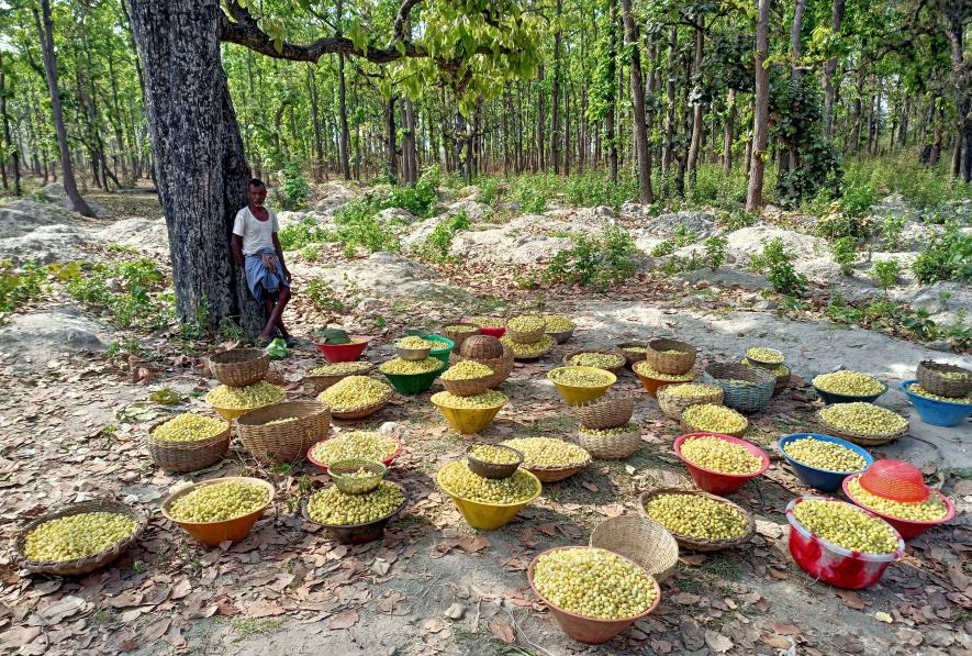 Mahua flowers being collected by women at Bhalukgenja village in Bankura, to be  distributed equally among all the women.