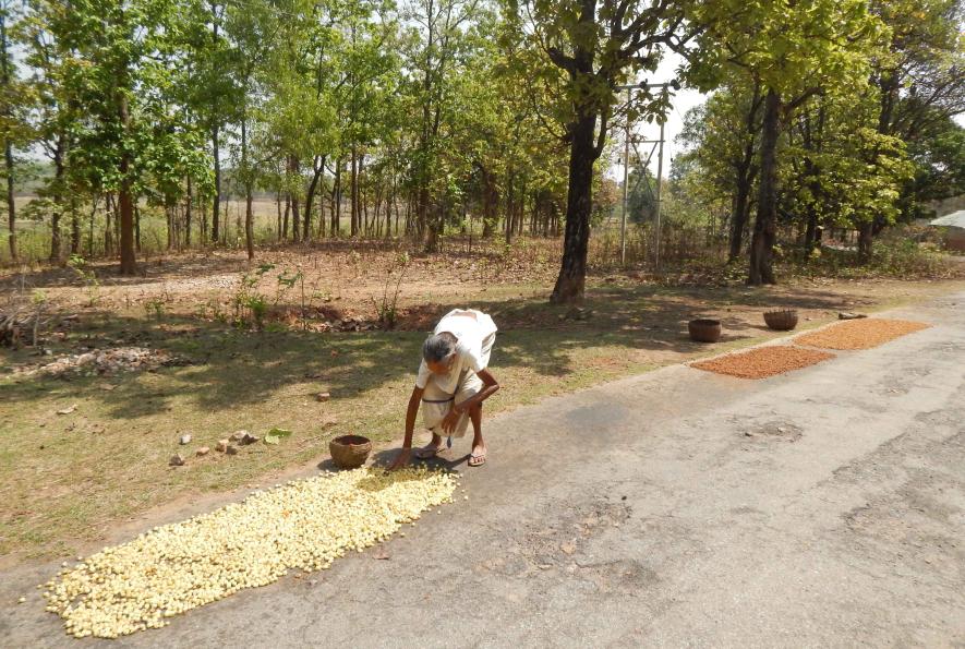 An old woman drying Mahua flowers in the sun at Banspahari area of Jhargram district.