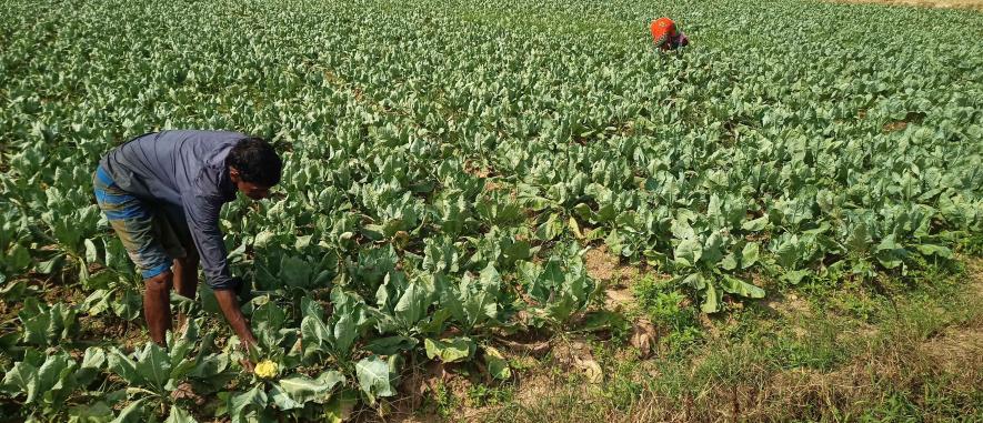 Anathbandhu Atha is a farmer of Borkura village of Bankura cultivating cauliflower with a loan from a local money lender.