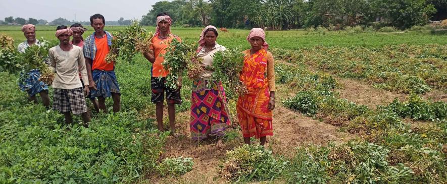 The women members of a self-help group of Dhulai village under Sonamukhi Block, Bankura have grown almonds with loans from Microfinance Company.