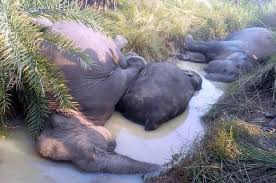 elephant