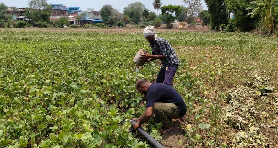 Santosh Gour watering the crops (Photo - Sanavver Shafi, 101Reporters).