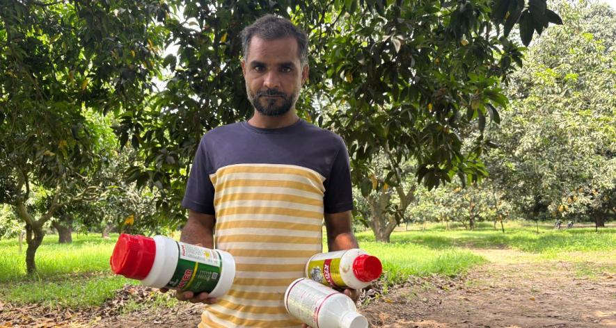 Abdul Qadir, a mango orchard manager picks up pesticides which would be sprayed later at his farm (Photo - Sumaiya Ali, 101Reporters).