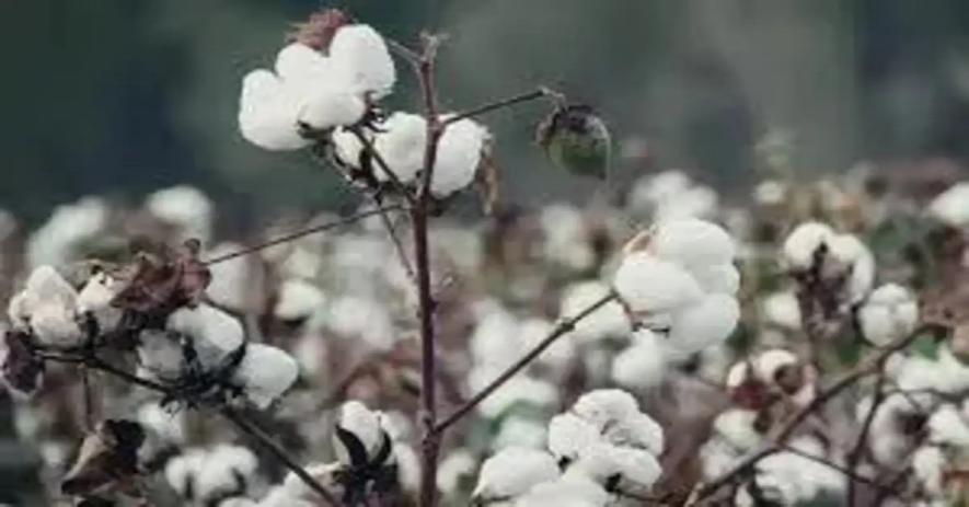 cotton