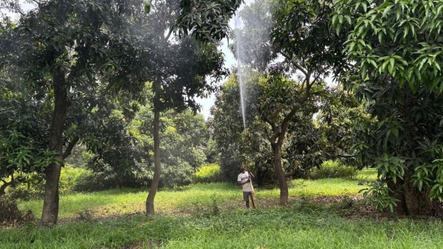 Satish spraying pesticides on the trees (Photo - Sumaiya Ali, 101Reporters)