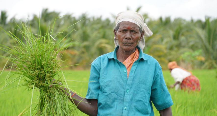 Valliyammal Palanisamy working in the fields of Anaimalai (Photo - Prasanth Shanmugasundaram, 101Reporters)