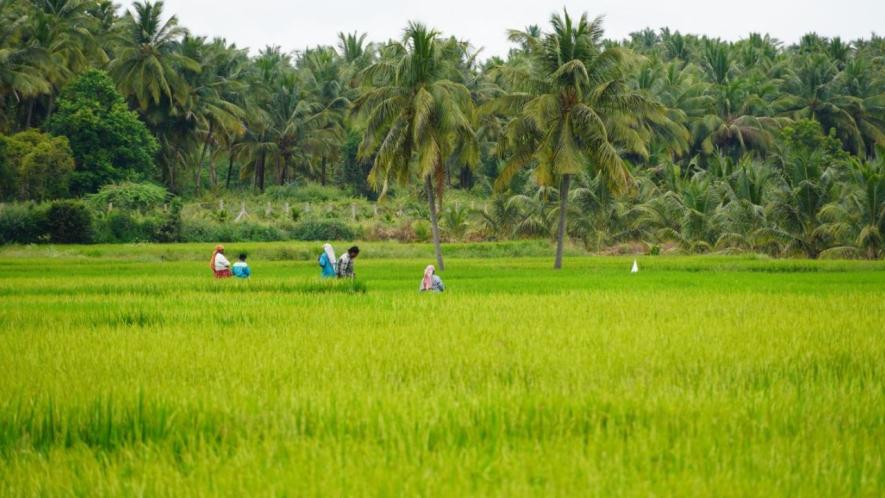 Farmers are shifting to less water and labour-intensive crops, and the move is stripping agricultural labourers of steady work (Photo - Prasanth Shanmugasundaram, 101Reporters) 