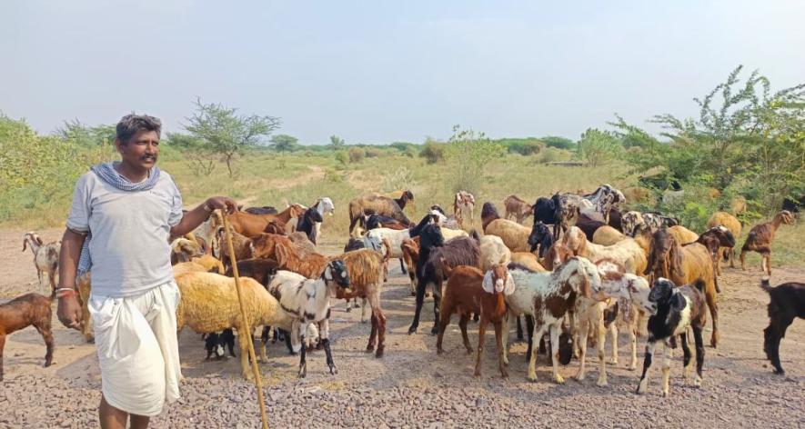 Hadmana Ram Raika, a 56-year-old herder from Asada village, Balotra (Photo - Sharvan Kumar, 101Reporters).