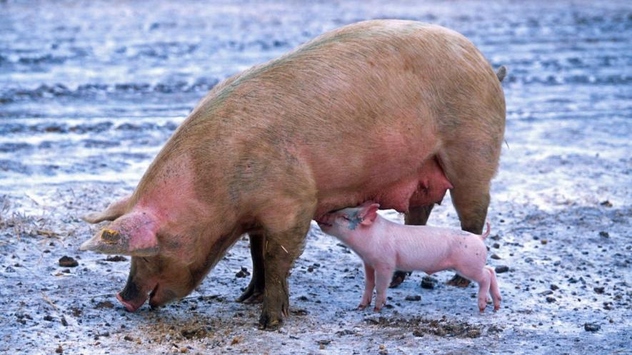 pig
