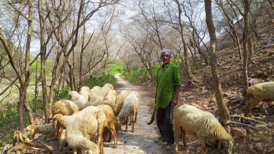 A cattle rearer grazing sheep and goats near Imlia village, Bayana Tehsil, Bharatpur district (Photo - Amarpal Singh Verma, 101Reporters)
