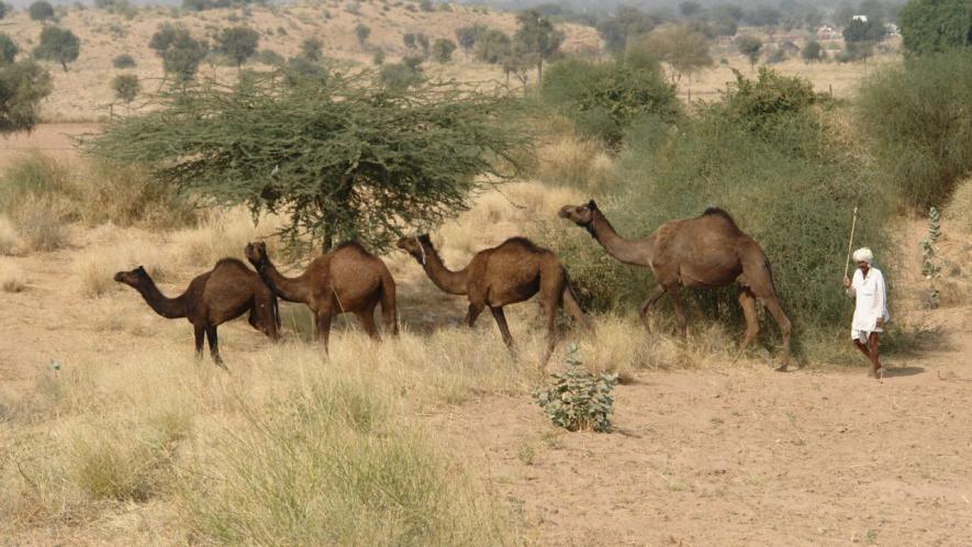 camel