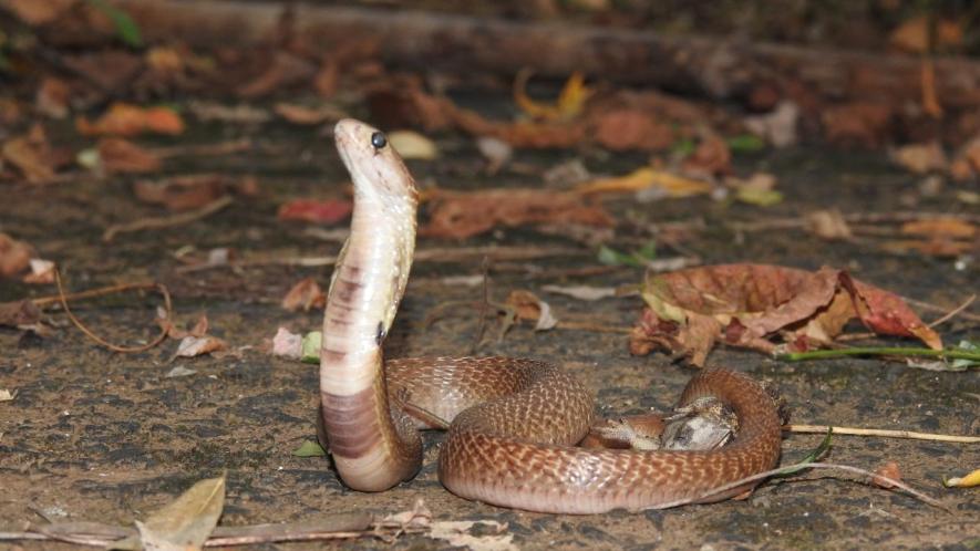 snake bite