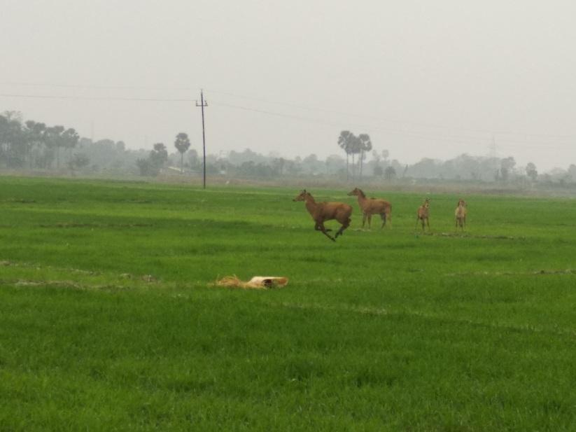 Nilgai_Bihar2.jpg