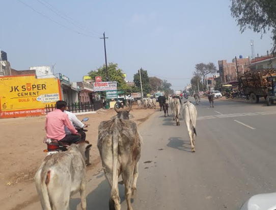 Not MSP or Development, Stray Cows the Real Problem in Chambal in MP |  NewsClick