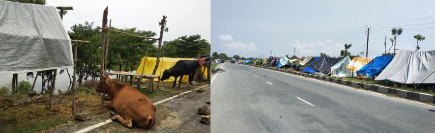 Cattle and Families stranded roadside due to flood in East Champaran.