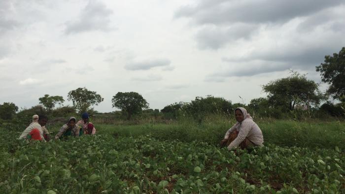 Maha farmers kharif